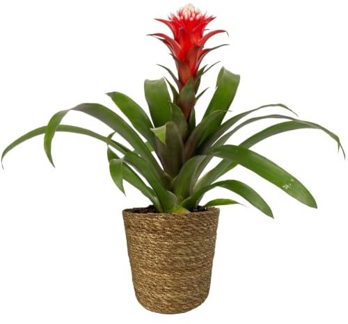 Guzmania 'Hope' rot-weiß, Topf-Ø 13 cm, mit Korb Maki, Höhe ca. 45 cm