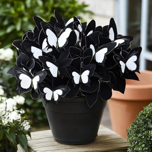 Winterharte Mehrjährige-Hostas,Einfach zu Pflegen-Funkien winterhart-Ausgezeichnete Verzierung,Wunderschön.-6rhizome-D