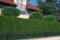 Thuja Lebensbaum Brabant 40-50 cm 100 St.