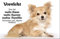 +++ CHIHUAHUA - Metall WARNSCHILD Schild Hundeschild Sign - CHI 02 T1