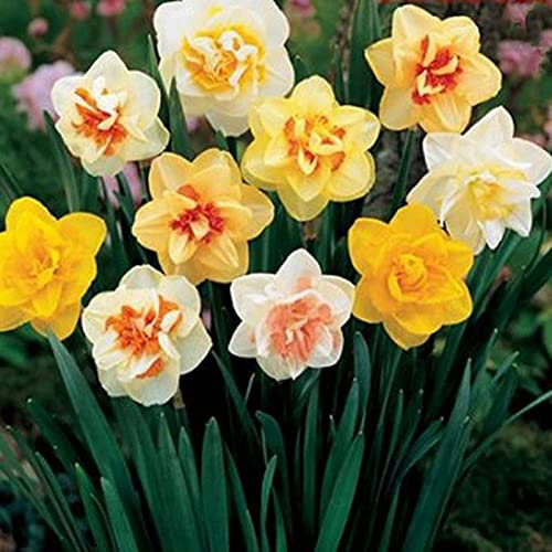 AchidistviQ 400 Pezzi Di Narcisi Misti Bulbi Primavera Fioritura Perenne Fiori Casa Matrimonio Decorazione Da Giardino Colore della miscela Semi di narciso