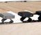 Stabiler Lattenrost 160x200, Lattenrahmen aus Buche, 28 Latten, 7 Komfortzone, Federholzrahmen Made in Germany, Lattenrost starr, Lattenrahmen 160x200 hohe Traglast bis 150Kg