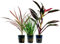 AquaOne Terrarium Pflanzen I 3X Terrarienpflanzen I Lebende Paludariumpflanzen I Acorus gramineus Cordeline red Edge Dracaena marginata red I Regenwald Terrascaping