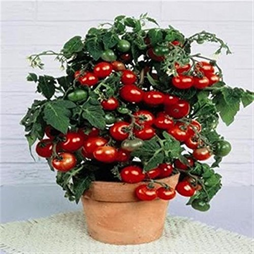 RED Cherry Tiny Tim Pot Plant Heritage Heirloom Tomato 20 Organic Seeds Certified French Organic Grower