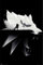 Witcher GB eye Thw Poster, Unlaminierten, Schwarz/Weiß, 91x61cm, FP4834