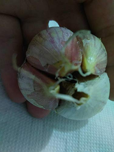 Garlic Elephant, The Country of Dracula, Romanian Red 4, Red Garlic Romania