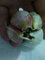 Garlic Elephant, The Country of Dracula, Romanian Red 4, Red Garlic Romania