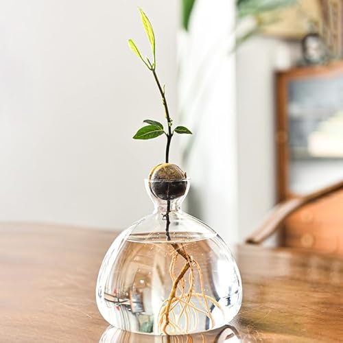YUEMING Glass Avocado Tree Flower Vase, Avocado Seed Starter Vase Planter, Avocado Plant Hydroponic Vase, Avocado Vase Grow Glass Plant Pot Gift for Gardening Lovers (Transparent)