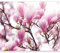 Fototapete - Tapete rosa Magnolie 350x270cm - Foto Tapete Schlafzimmer Wohnzimmer Moderne Vliestapete XXL Wandtapete Motivtapeten Bildtapete 3d Effekt Wand Dekoration - Blumen Baum Natur Pflanzenmotiv