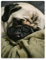 TSlook 60x80 Decken Funny Mops Dog 1 Comfy Funny Bed Blanket