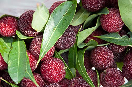 graines d'arbres Yangmei Bai Ti Mei Shu Mei taux de germination des grands arbres fruitiers semences 10 graines