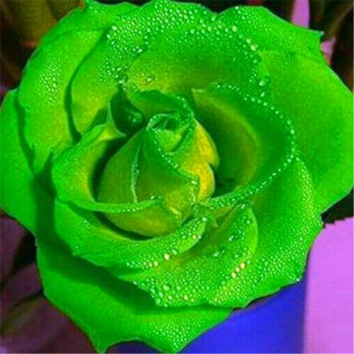 Winterhart Pflanzen, Blumenzwiebel Mix, MysteriöSe Magische GlüHbirne, Rosen Zwiebeln, Seltene Pflanze, MehrjäHrige, Exotisch, Stauden, Lebende Pflanzen, Hausgarten, 2zwiebeln-J