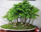 30 Wacholder Bonsai-Baum-Samen Topfblumen Büro Bonsai reinigen die Luft absorbieren schädliche Gase
