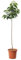 KENTIS - Cerisier Bigarreau Burlat - Vraies Plantes d'Extérieur - Arbre Fruitier de Jardin d'Ornement - Pot de Culture Ø 24 cm