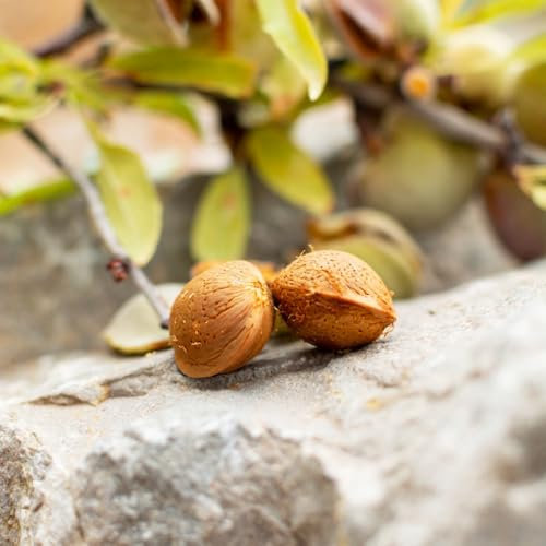 Mandelbaum samen， säulenobst winterhart，winterharte kübelpflanzen bio saatgut，pflanzen für sonnige plätze echte pflanzen，Dekorative Pflanzen blumen garten，geschenke für gartenliebhaber 5pcs