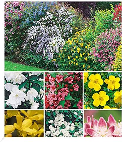 BALDUR Garten Hecken-Kollektion, 11 Pflanzen Bartblume, Großblumiges Johanniskraut, Deutzie, Brautspiere und Weigelie, winterhart, pflegeleicht, blühend