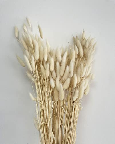 Getrockneter Hasenschwanz, Gras, Lagurus, Gras, getrocknete Blumenstrauß, dekorative Federn, Blumenarrangement, Strandmotiv, Dekoration (Elfenbein)