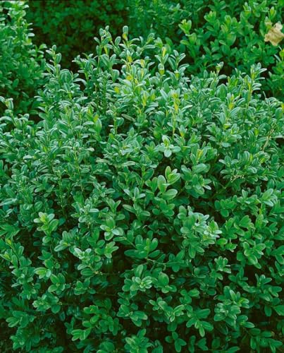 Buxus sempervirens 'Hollandia' 30-40 cm - Buchsbaum, immergrün, ideal für Hecken und Formschnitt, pflegeleicht und winterhart