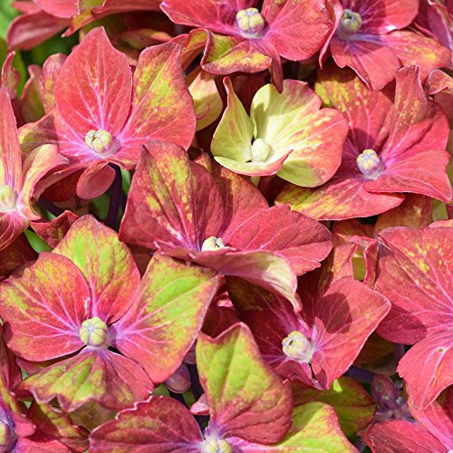 Hydrangea macrophylla 'Glam Rock' Horwack Colourful Hardy Shrub | 9cm Pot
