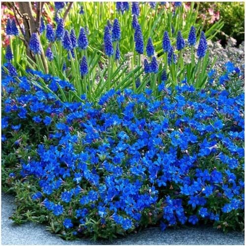 GrowOn Shrubs [1 Litre] Lithodora Diffusa 'Heavenly Blue' | Evergreen Shrub | Outdoor Garden Ready Plant | Spring and Summer Flowering | Deep Blue Flowers
