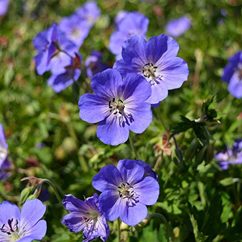 Hardy Geranium 'Rozanne' | Award Winning Perennial | 2L Growers Pot