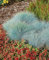 Festuca glauca 'Elijah Blue' ca. 9x9 cm Topf - Blau-Schwingel, stahlblaue Blätter, ideal für Steingärten und Rabatten, trockenheitsresistent, pflegeleicht