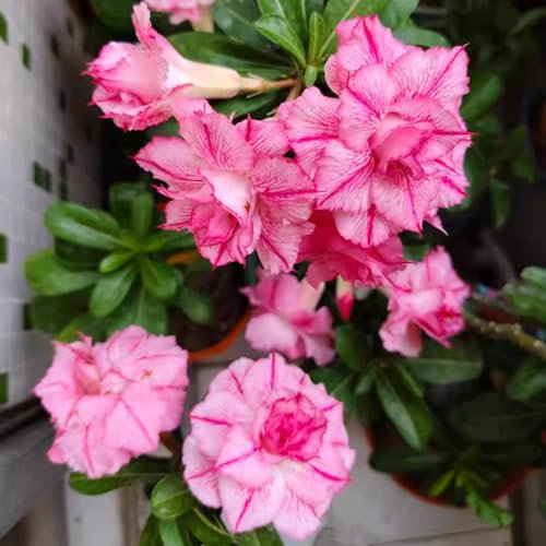 Rosa del deserto/rosa del deserto pianta-Bonsai, piante da giardino, perenni e facili da coltivare-F-5 bulbi