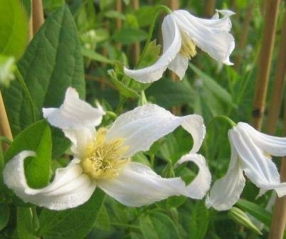Clematis integrifolia Alba (60-100 cm) - Waldrebe/Klematis