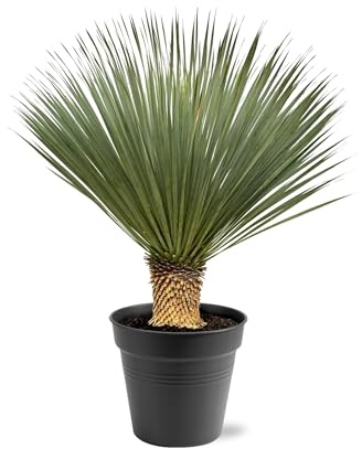 Exotenherz Palmlilie Yucca Rostrata - 40cm Topf - ca. 100-120cm hoch