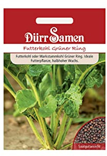 Futterkohl Grüner Ring