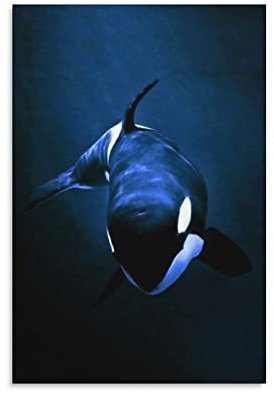 Orcinus Orca Killerwal dekoratives Gemälde auf Leinwand, Wandkunst, Wohnzimmer, Poster, Schlafzimmer, Gemälde ungerahmt, 50 x 75 cm