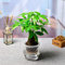 GlüCkskastanie Samen Luftreinigende Zimmerpflanzen Baumsamen Pachira Aquatica GrüNpflanzen Hydrokultur Pflanzen Exotische Samen Bonsai BläTter Deko Herbst GäRtner Geschenke Exotische Pflanzen 2 StüCk
