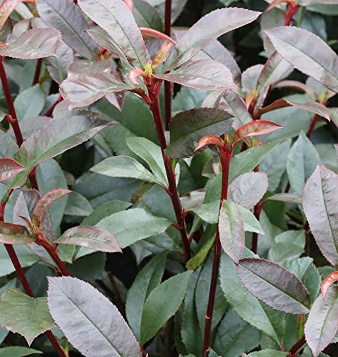 Kompakte Glanzmispel 100-125cm - Photinia fraseri