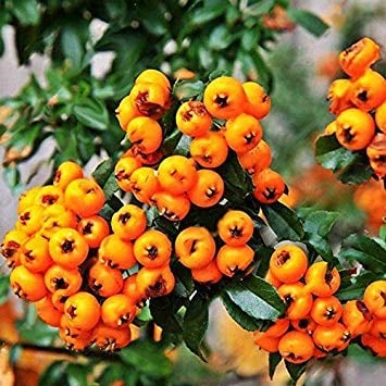 Potseed Samen Gelb Pyracantha fortuneana Feuerdorn Perennial Tree100 Pcs