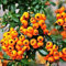 Potseed Samen Gelb Pyracantha fortuneana Feuerdorn Perennial Tree100 Pcs