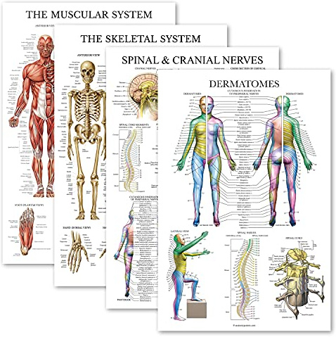 Palace Learning Anatomisches Poster-Set – laminiert – Muskulatur, Skelett, Wirbelsäulennerven, Dermatome – Anatomie-Diagramm-Set (laminiert, 45,7 x 61 cm)