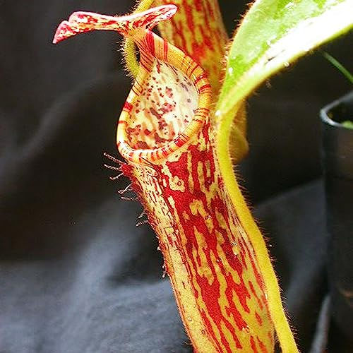 Tropical Pitcher Plant Nepenthes Stenophylla Rare Carnivorous Houseplant Seeds - 5 Seeds