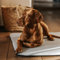 Manuly Hundedecke für unterwegs, Set aus Hundematte selbstaufblasend, kühlendem wasserabweisenden Bezug und Tragetasche, waschmaschinentauglich, Bezug kann gewechselt Werden, 100x70x3,5cm, 1080g