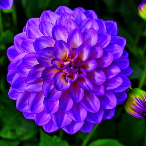 Dahlia Bulbs-Excellent Display Indoor Perennial,Flowering Rhizome,Balcony Garden Bulbs.-D-2 Bulbs