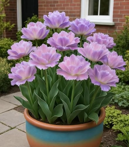 Amaryllis Dekoration – Klassisches Highlight für Tisch, Fensterbank und Gartenambiente-4zwiebeln-E
