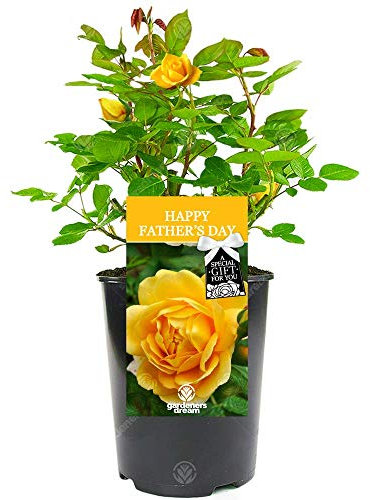 Happy Father's Day Rose - Gift for Dad - Celebrate Father's Day with a Unique Living Plant Gift