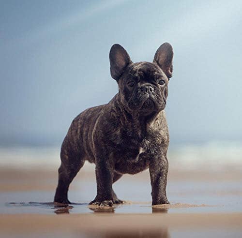 ymtter 5D Diamant Malerei Schwarze Französische Bulldogge Kristall Strass Stickerei Bilder DIY Diamond Painting Für Wohnzimmer Dekor Wand Aufkleber