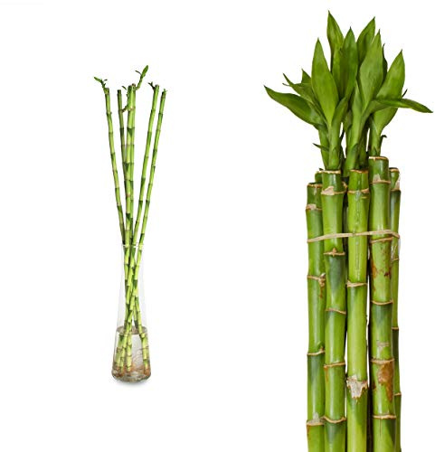 Lucky Bamboo Glücksbambus - Gerade in verschiedenen Groessen - Zimmerbambus Gluecksbambus Zimmer Deko Bam Boo dracaena sanderiana Zimmerpflanze (10, 90 cm)