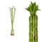 Lucky Bamboo Glücksbambus - Gerade in verschiedenen Groessen - Zimmerbambus Gluecksbambus Zimmer Deko Bam Boo dracaena sanderiana Zimmerpflanze (10, 90 cm)