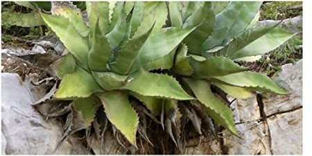 Stk - 10x Agave salmiana subsp. crassispina Agaven Garten Pflanzen - Samen ID725 - Seeds & Plants Shop by Ipsa