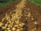 Bloom Green Co. 100 unids gigante y amp; Purple Potato Seeds, Antiarrugas, Nutrición, Verduras Verdes Para Plantar un Jardín en el Hogar Plantas de Jardín de Patatas Raras: 4:Seeds Only