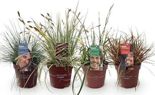 Ziergräser - 4 Pflanzen - Blau - Gelb - Grün - Rot - Immergrün - Wenig Pflege - 40-50cm - Ø17cm - Gartenpflanze
