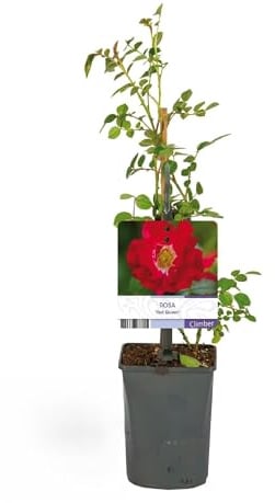 Kletterrose Rosa Red Queen Stark duftend Gartenpflanze 2 Pflanzen 40 cm