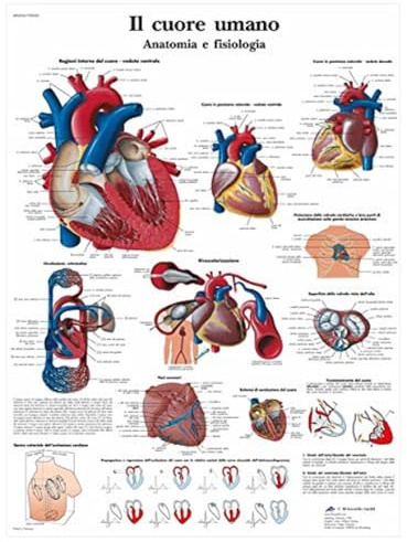 3B Scientific – Laminierte Menschliches Herz Tafel – Anatomie & Physiologie – UV- & Staubgeschütztes Poster für Studium, Lehre & Kliniken