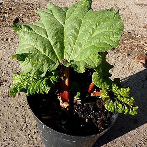 Rhabarber Pflanze Emsjuwel, rotstielige, aromatische Rhabarbersorte im 3,5 Liter Topf